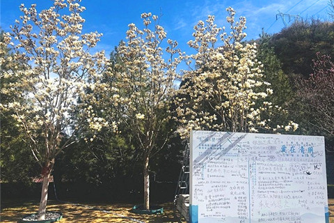 怀柔九公山长城纪念林：生命终有离别，但爱从未走远