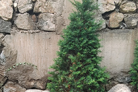 北京九公山陵园树葬墓地和景仰园陵园树葬对比