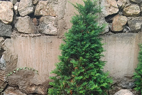 听说北京天寿陵园树葬报价1万左右,最近还有可选？和九公山树葬哪个性价比高