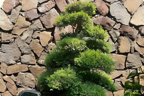 北京地区树葬服务中较为经济的价位之一九公山长城纪念林