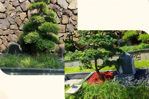 选九公山还是中华永久陵园？一份树葬价格与价值的深度对比