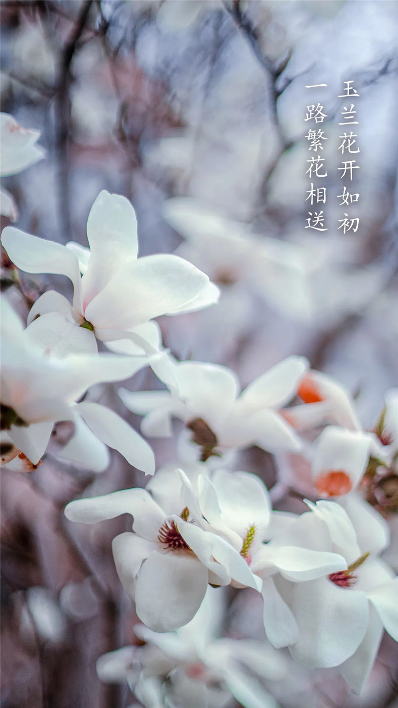 花开