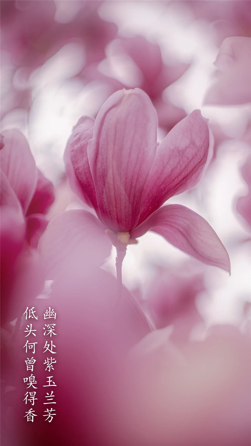 玉兰