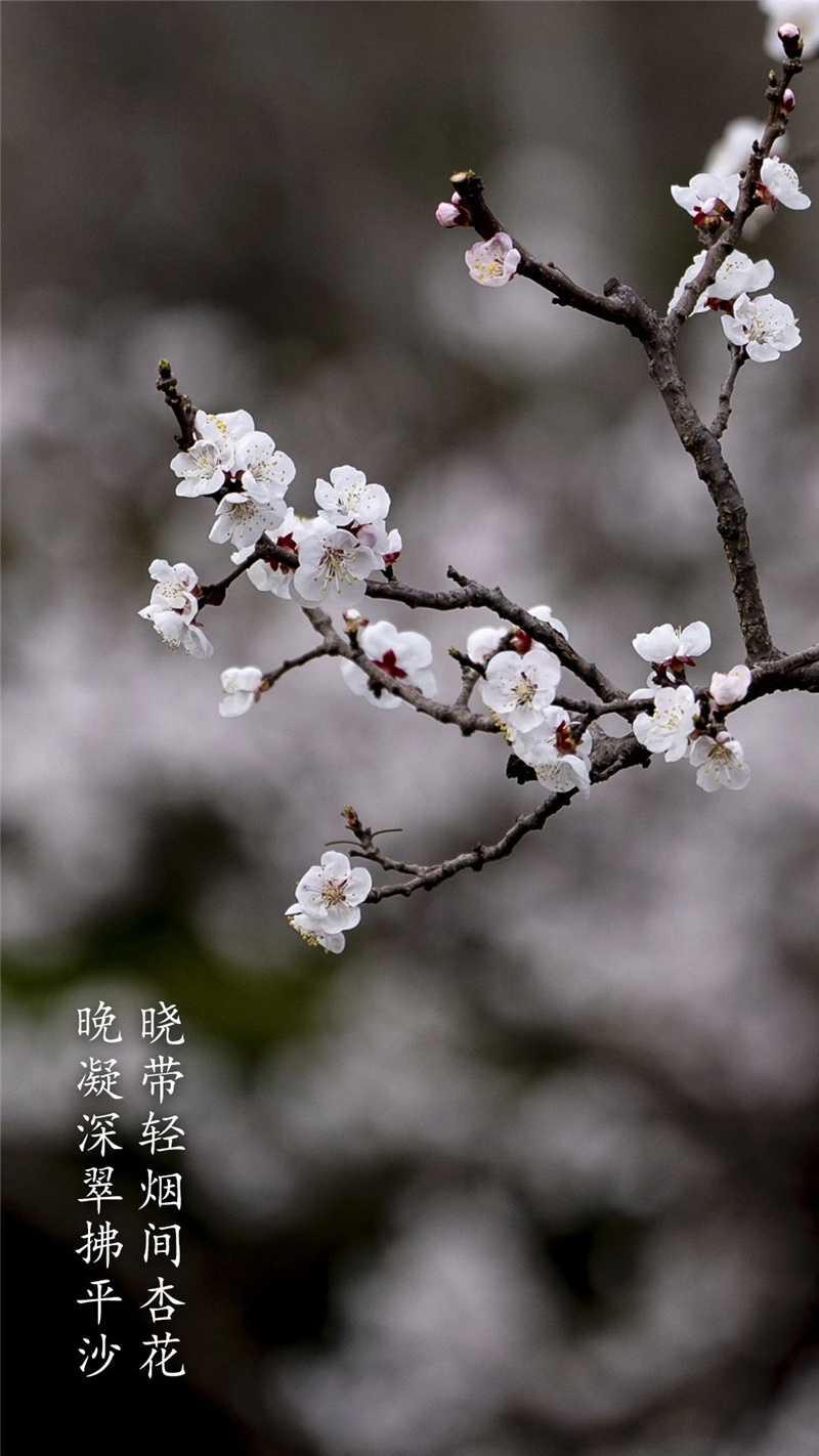 杏花