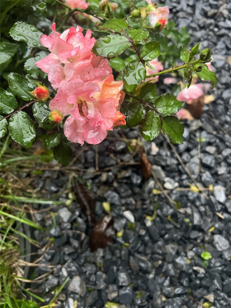 花朵