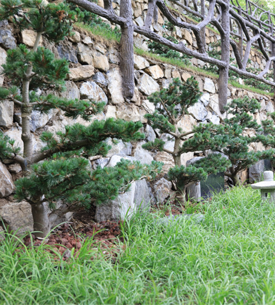 九公山树葬 九公山树葬