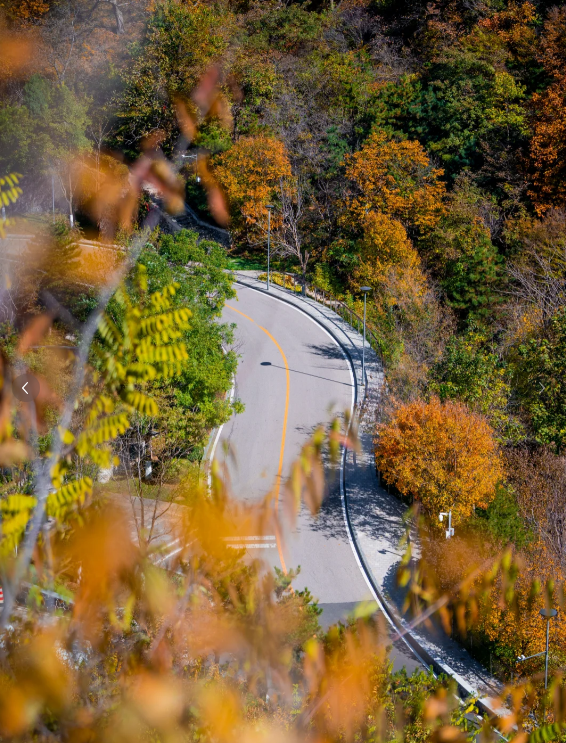 陵园道路